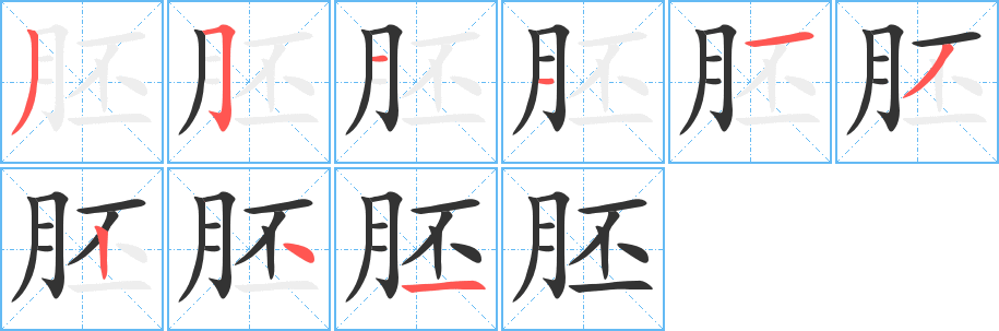 胚的笔顺分步演示